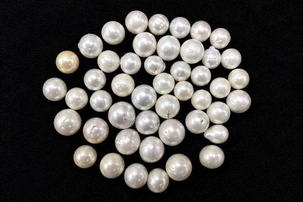 South Sea pearl Wholesale Lots